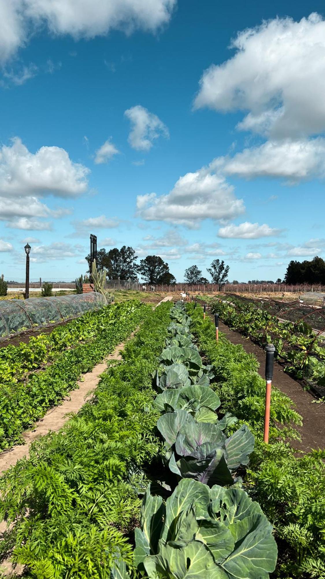 La Santina Posada & Experiencias De Campo San Pedro  Buitenkant foto